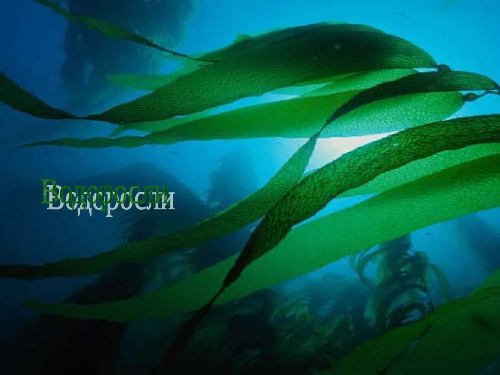 Водоросли