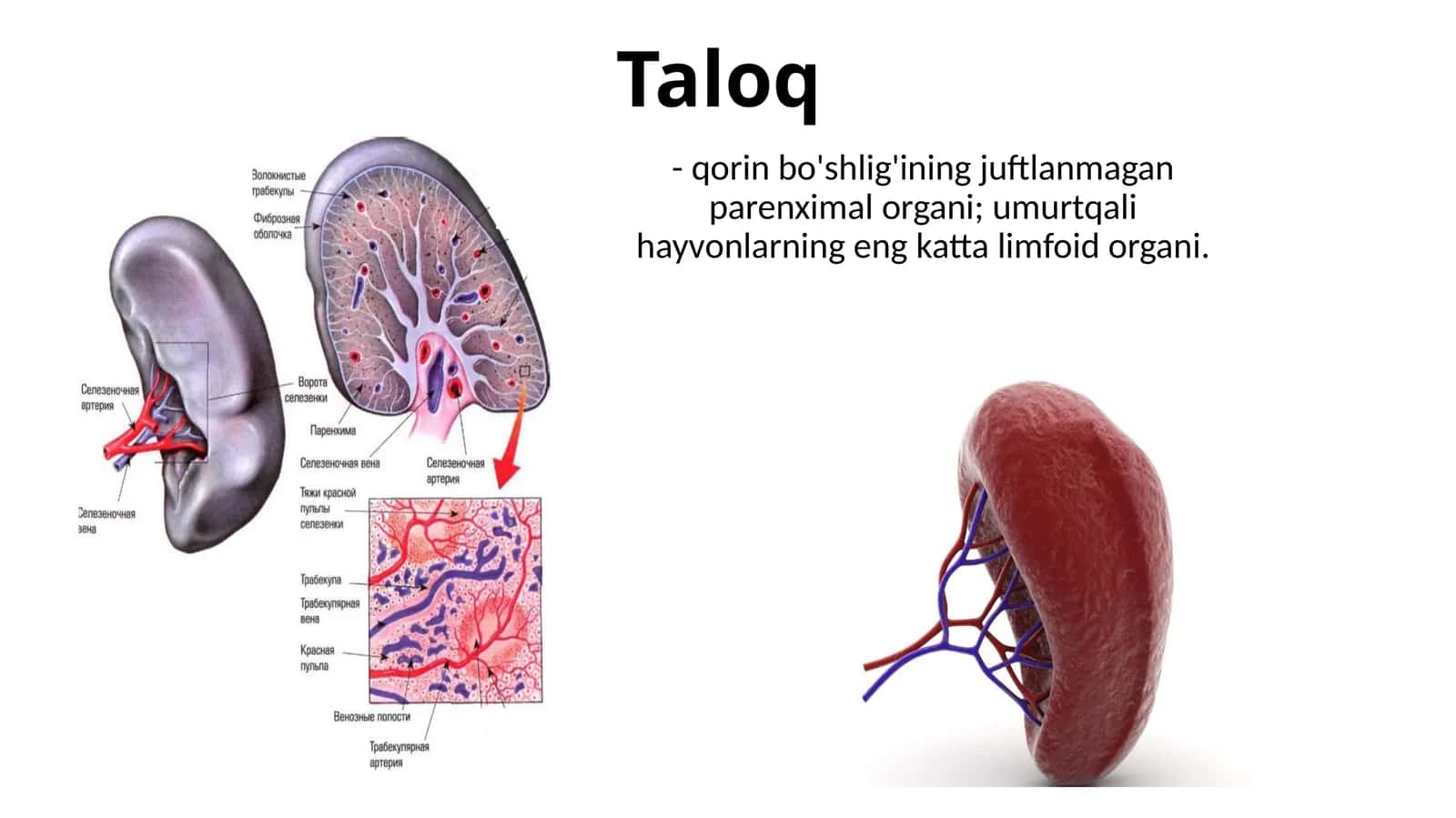 Taloq