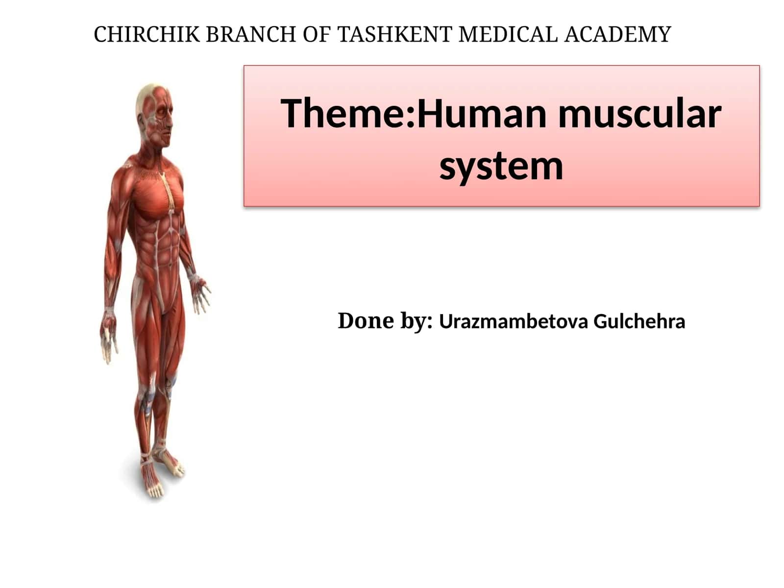 Human muscular system