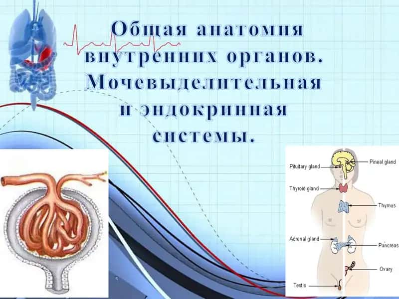 Почки