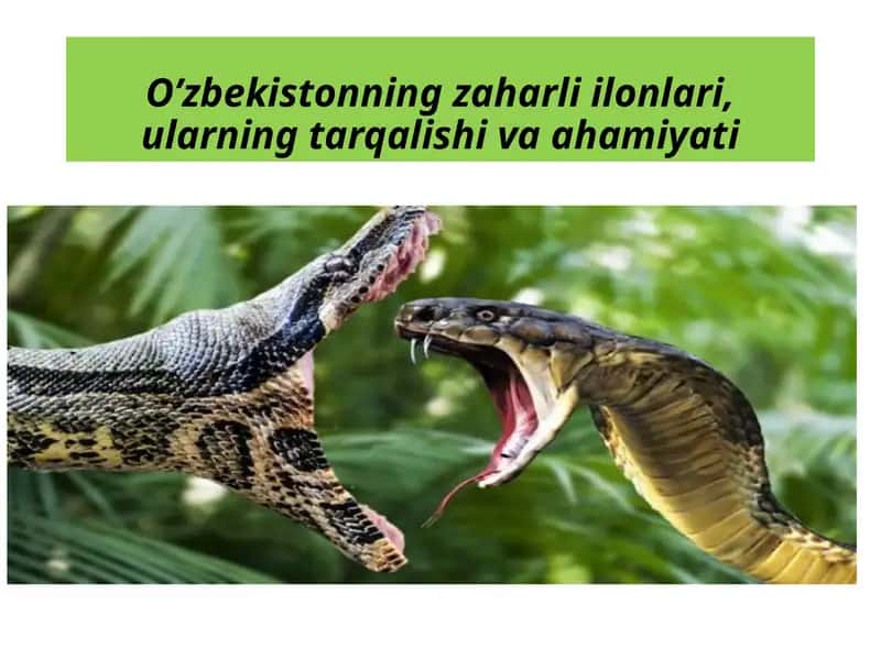 O'zbekistonning zaharli ilonlari