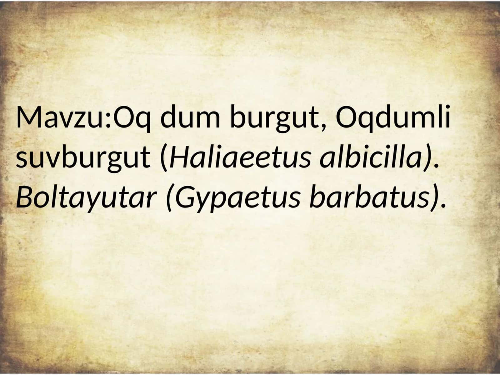 Oq dumli burgut, Haliaeetus albicilla