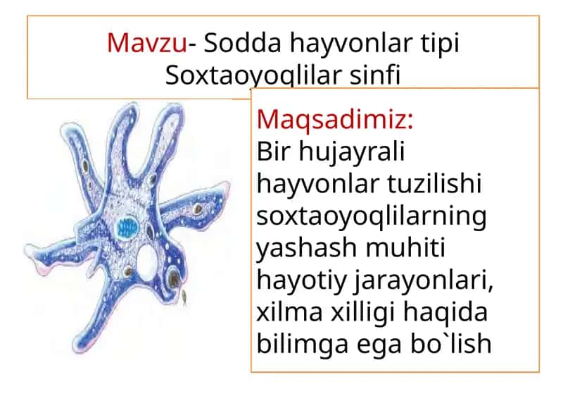 Soxtaoyoqlilarsinfi