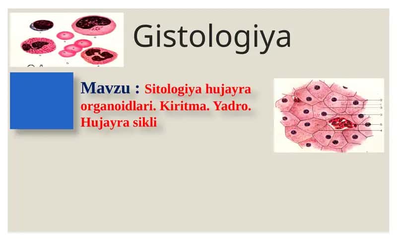 Sitologiya hujayra organoidlari. Kiritma. Yadro. Hujayra sikli.
