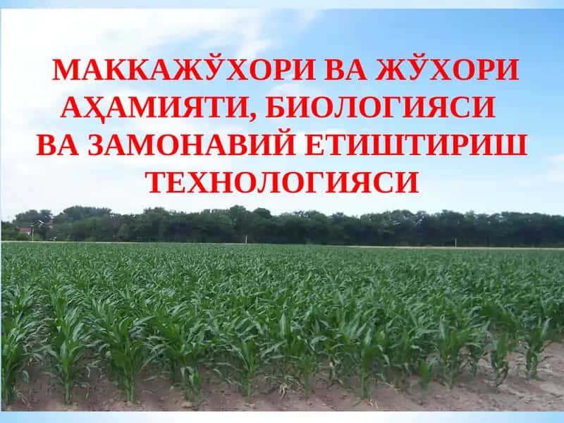 Маккажўхори ва жўхори аҳамияти, биологияси ва замонавий етиштириш технологияси