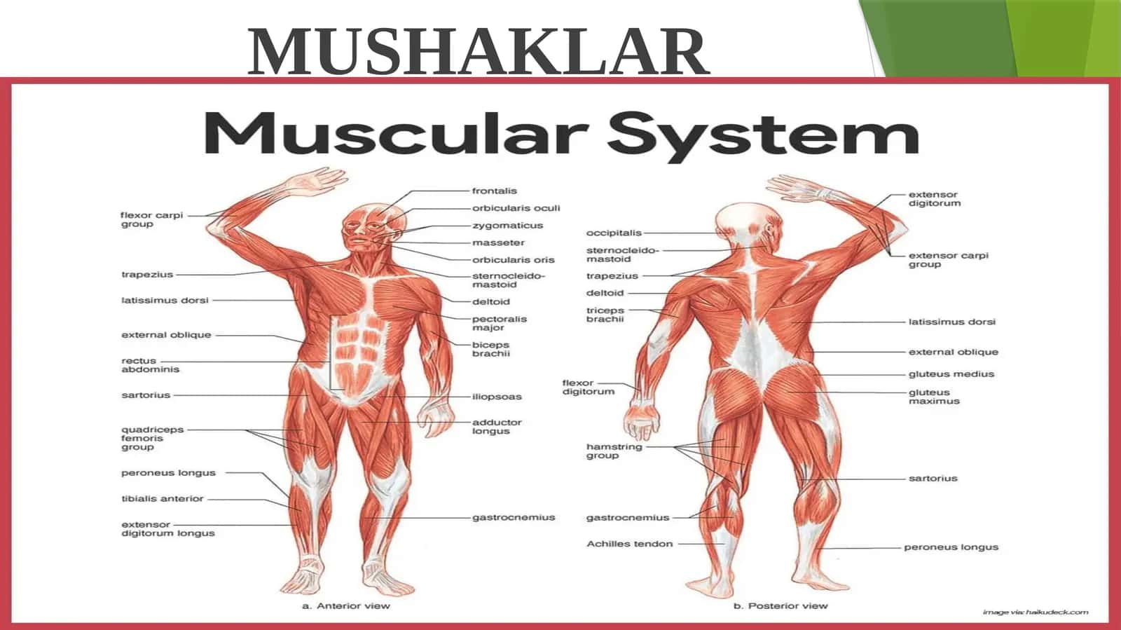 MUSHAKLAR
