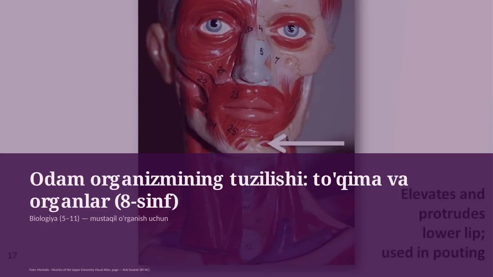 Odam organizmining tuzilishi: to'qima va organlar (8-sinf)