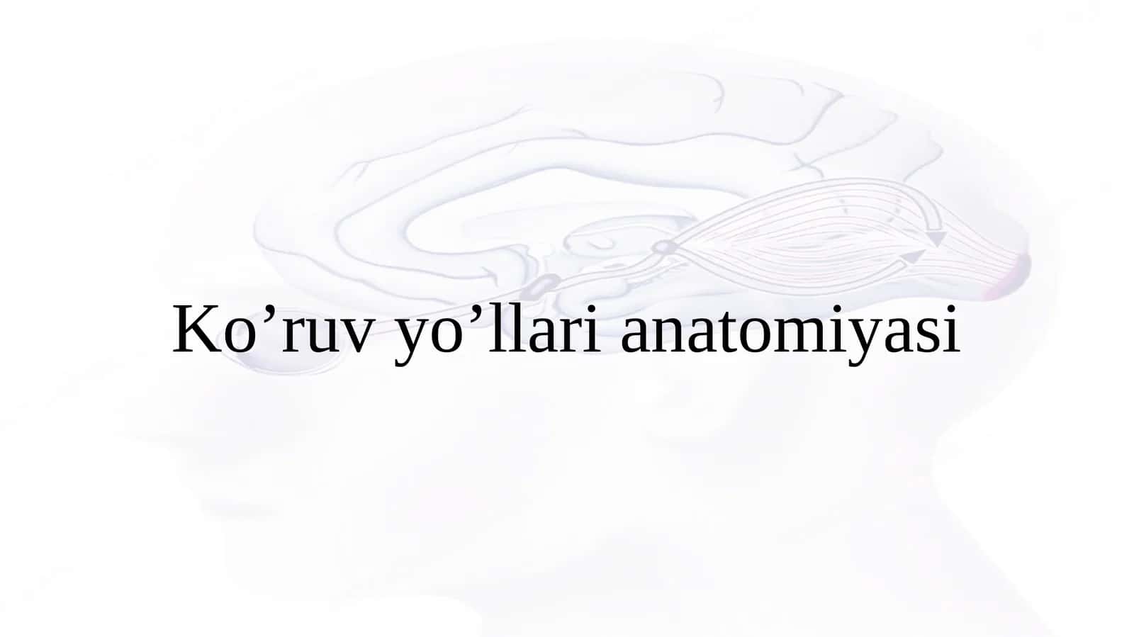 Ko'ruv yo'li anatomiyasi(Anatomy of vision pathways)