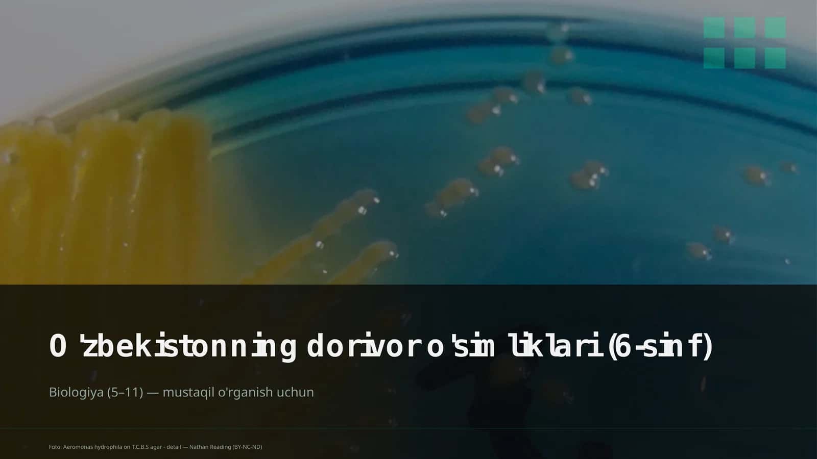 O'zbekistonning dorivor o'simliklari (6-sinf)