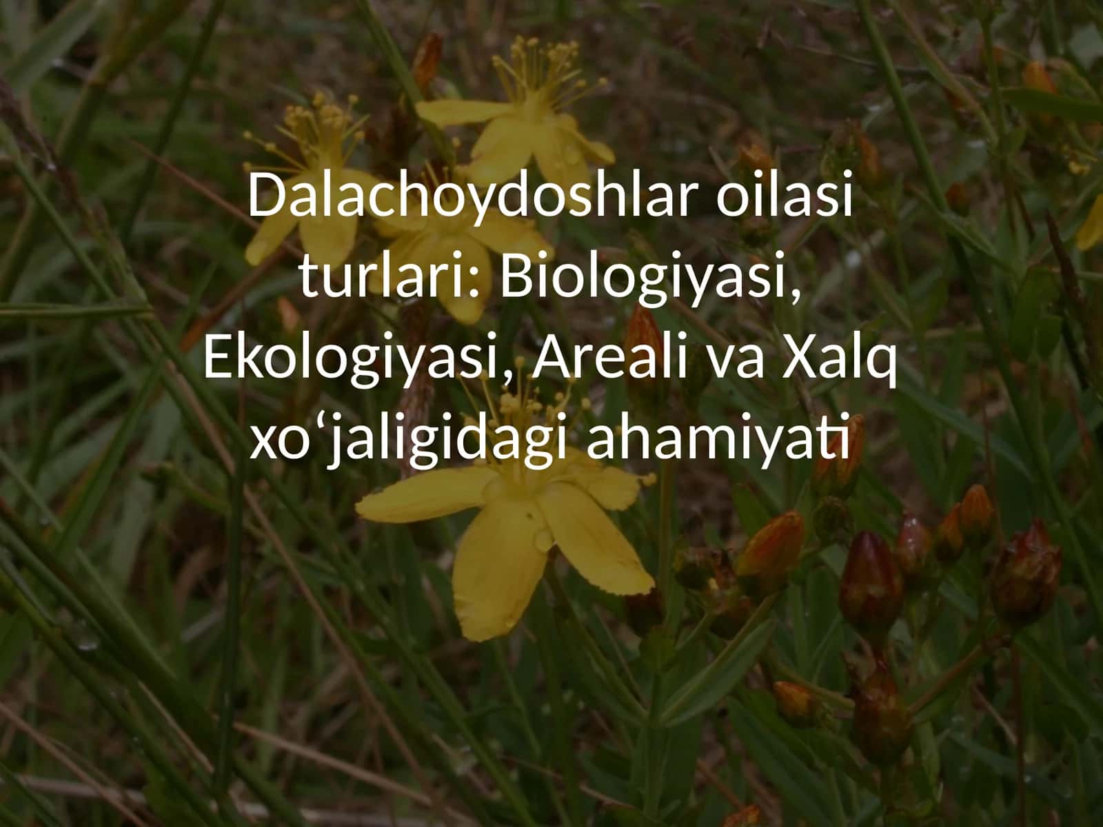 Dalachoydoshlar oilasi turlari: Biologiyasi, Ekologiyasi, Areali va Xalq xoʻjaligidagi ahamiyati