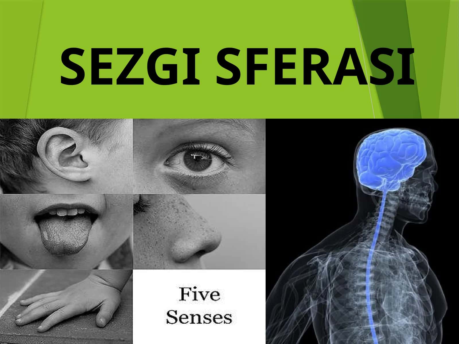 SEZGI SFERASI