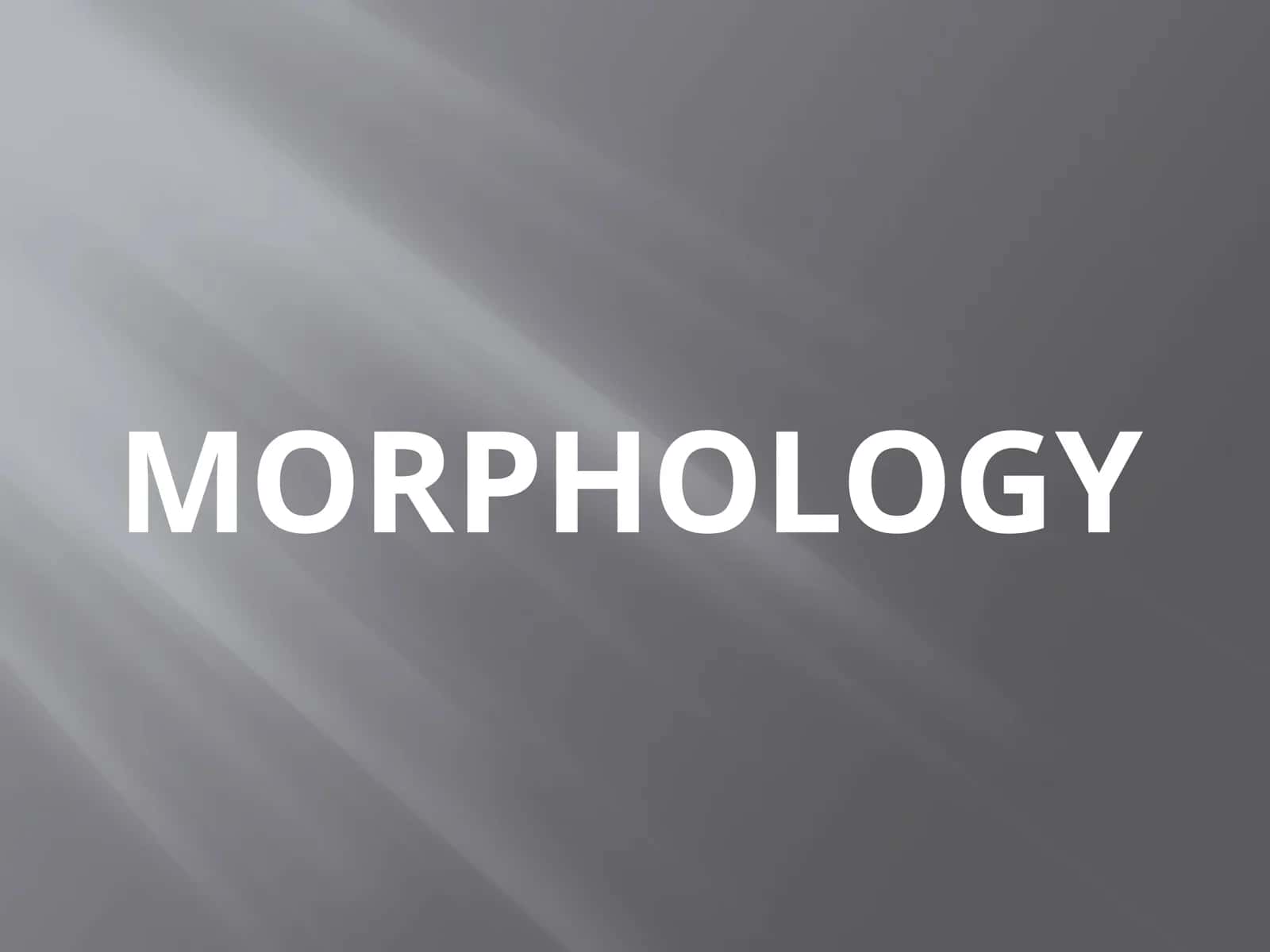 MORPHOLOGY