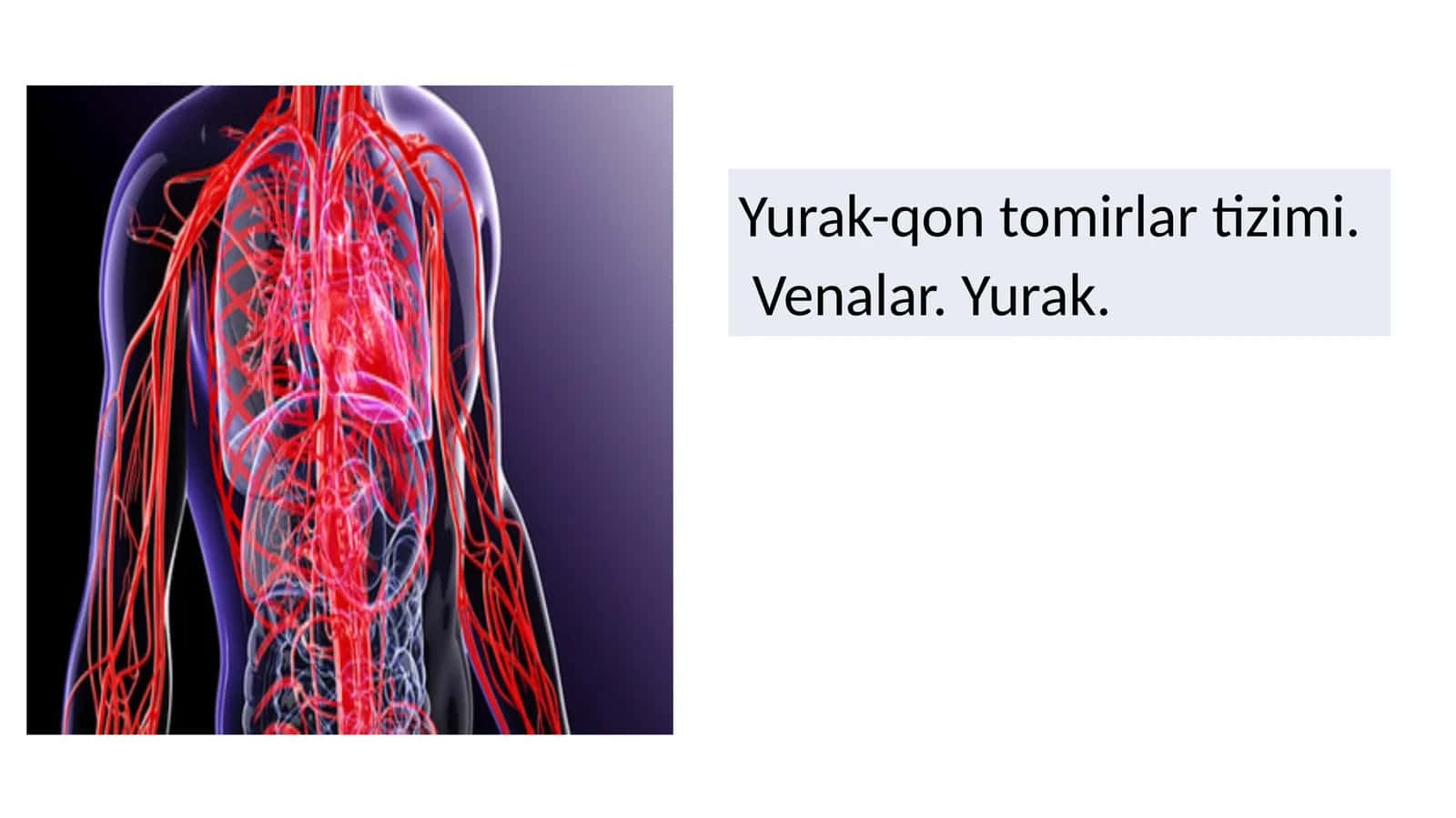 yurak qon tomir sistemasi. vena va yurak