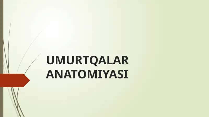 Umurtqa anatomiyasi