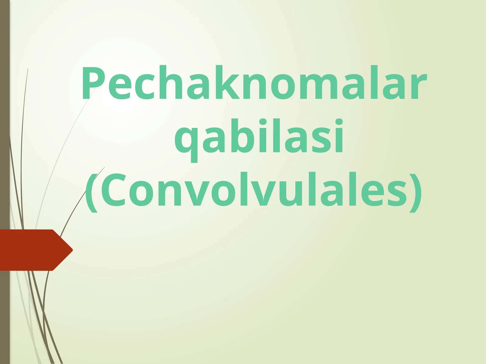 Pechaknomalar qabilasi (Convolvulales)