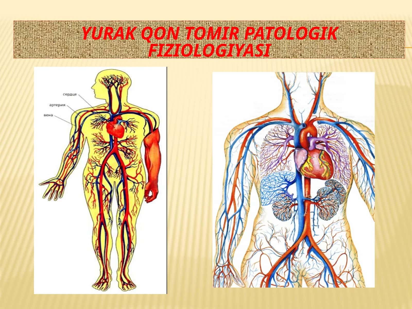 Yurak qon tomir patologik fiziologiyasi