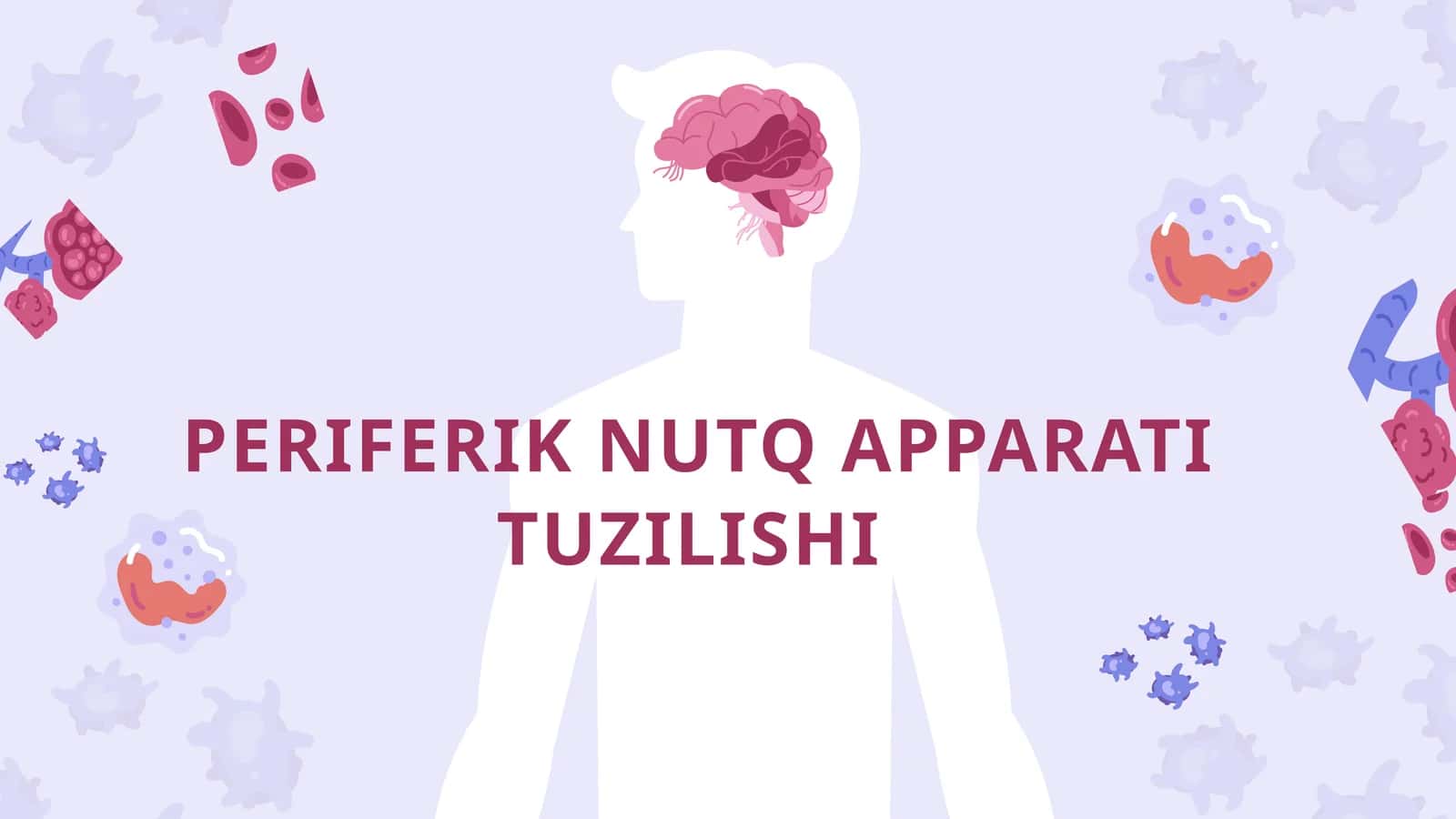 PERIFERIK NUTQ APPARATI TUZILISHI