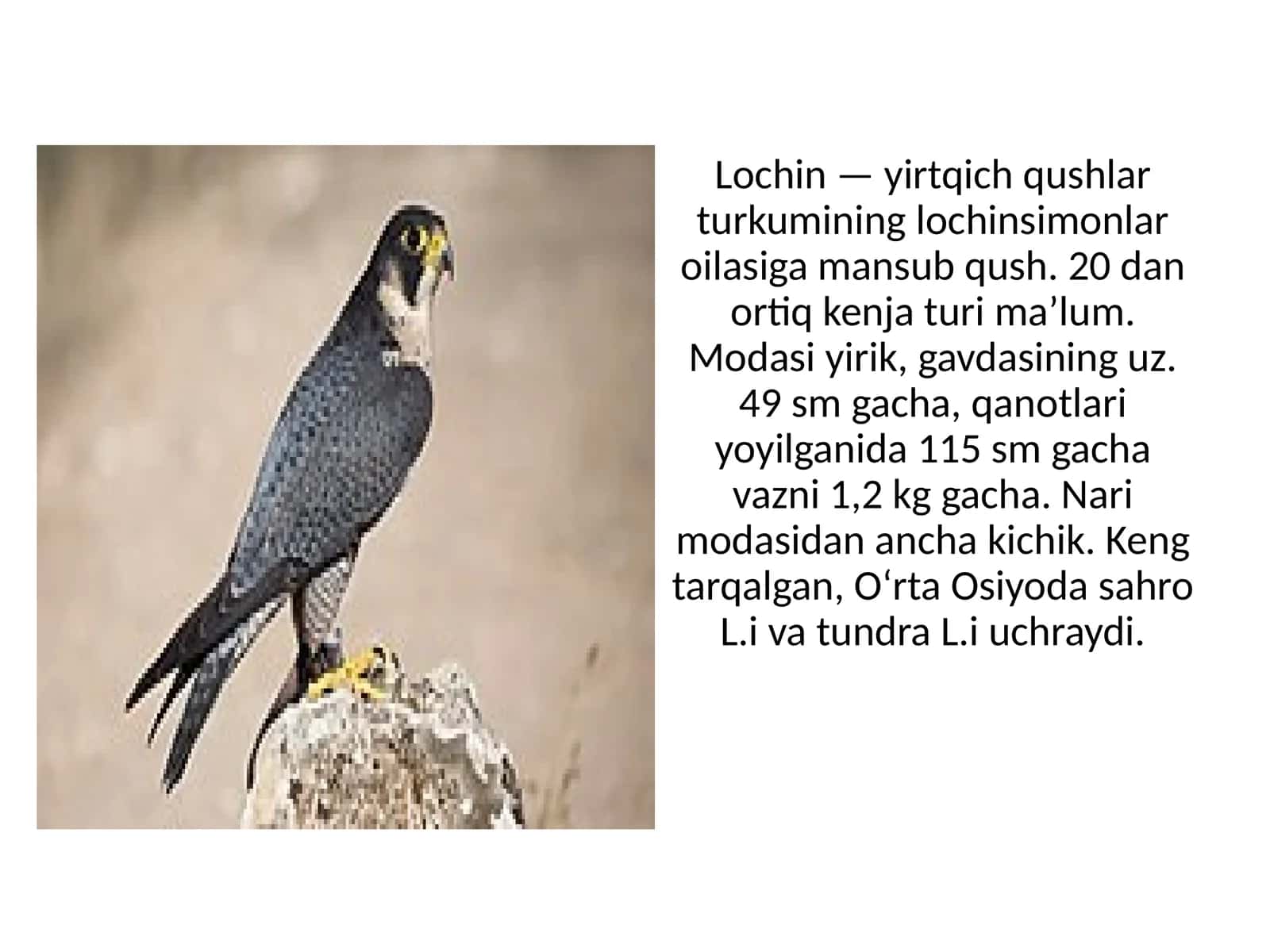 Falco peregrinus