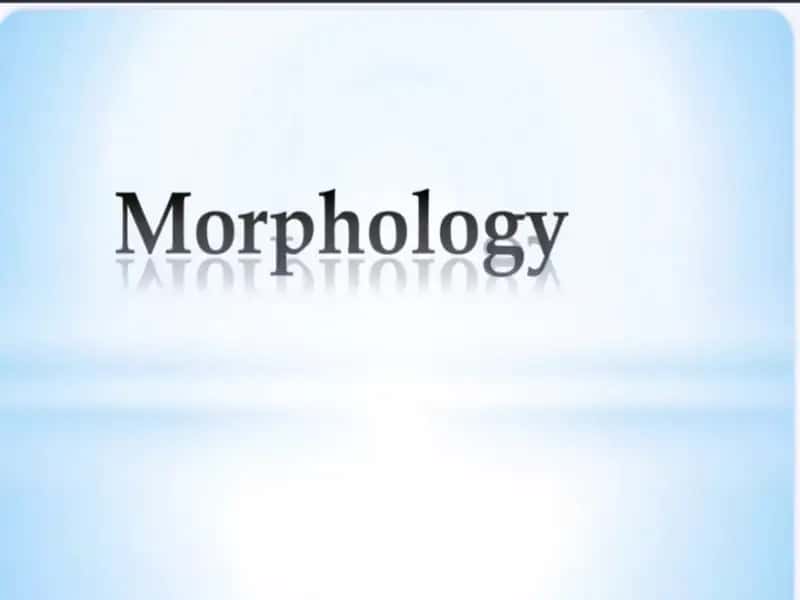 Morphology