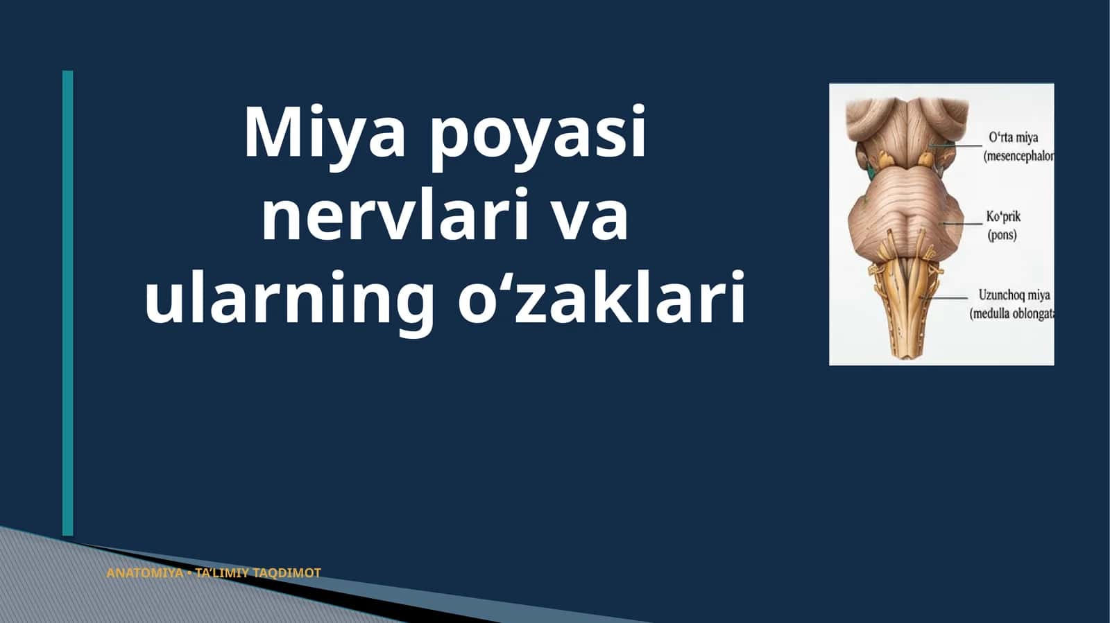 Miyapoyasinervlarivaularningo‘zaklari