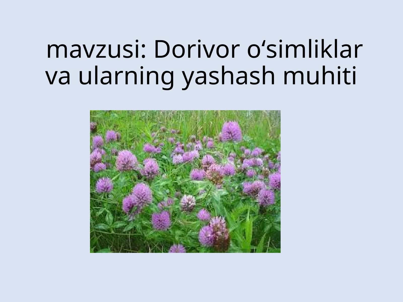 Dorivor o‘simliklar va ularning yashash muhiti