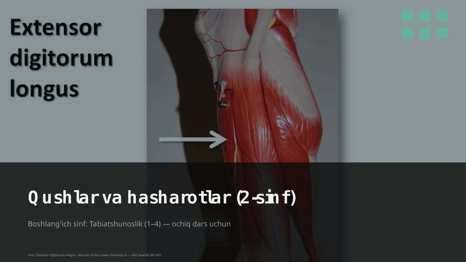 Qushlar va hasharotlar (2-sinf)