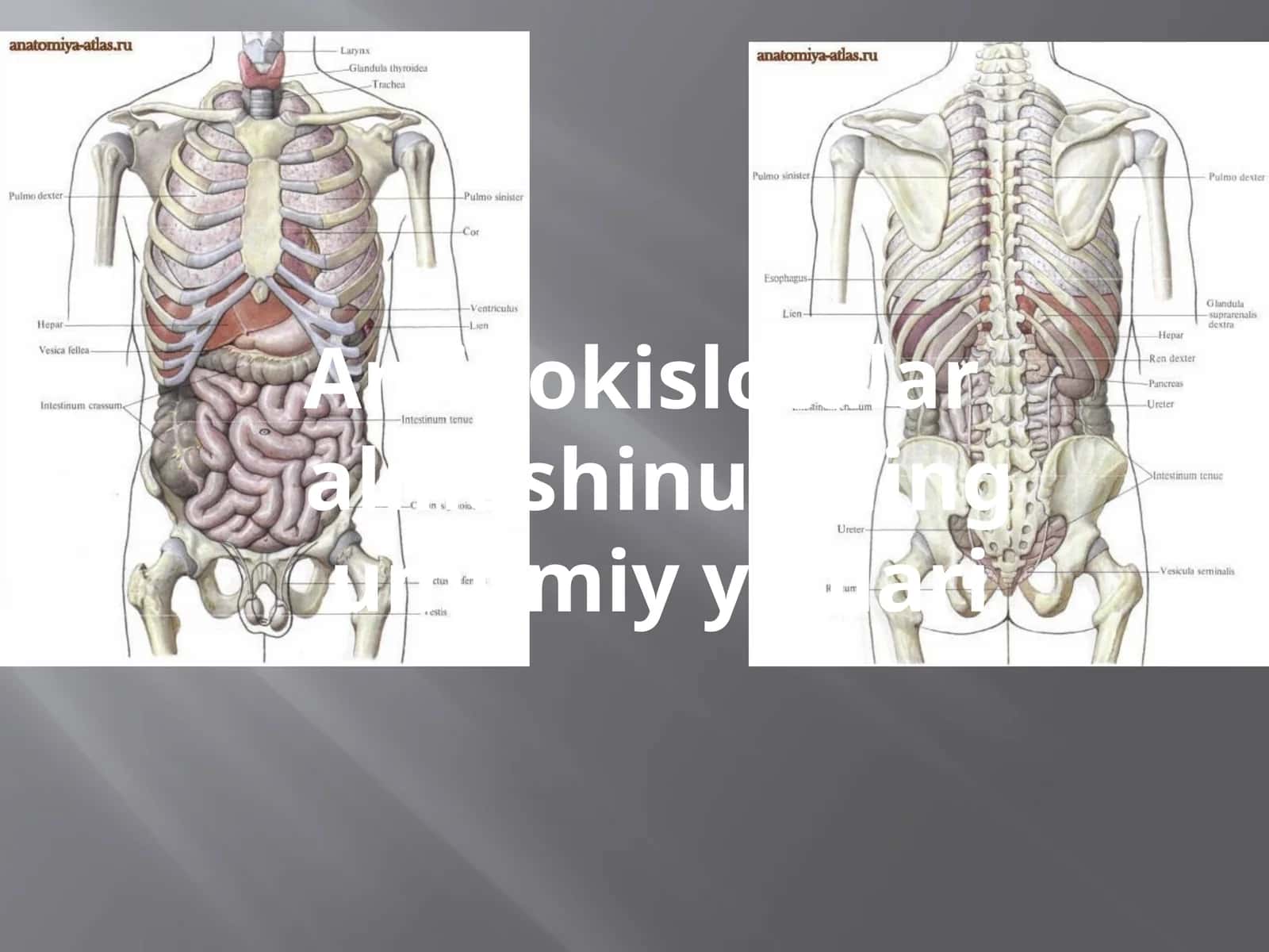 Aminokislotalar almashinuvining umumiy yo'llari