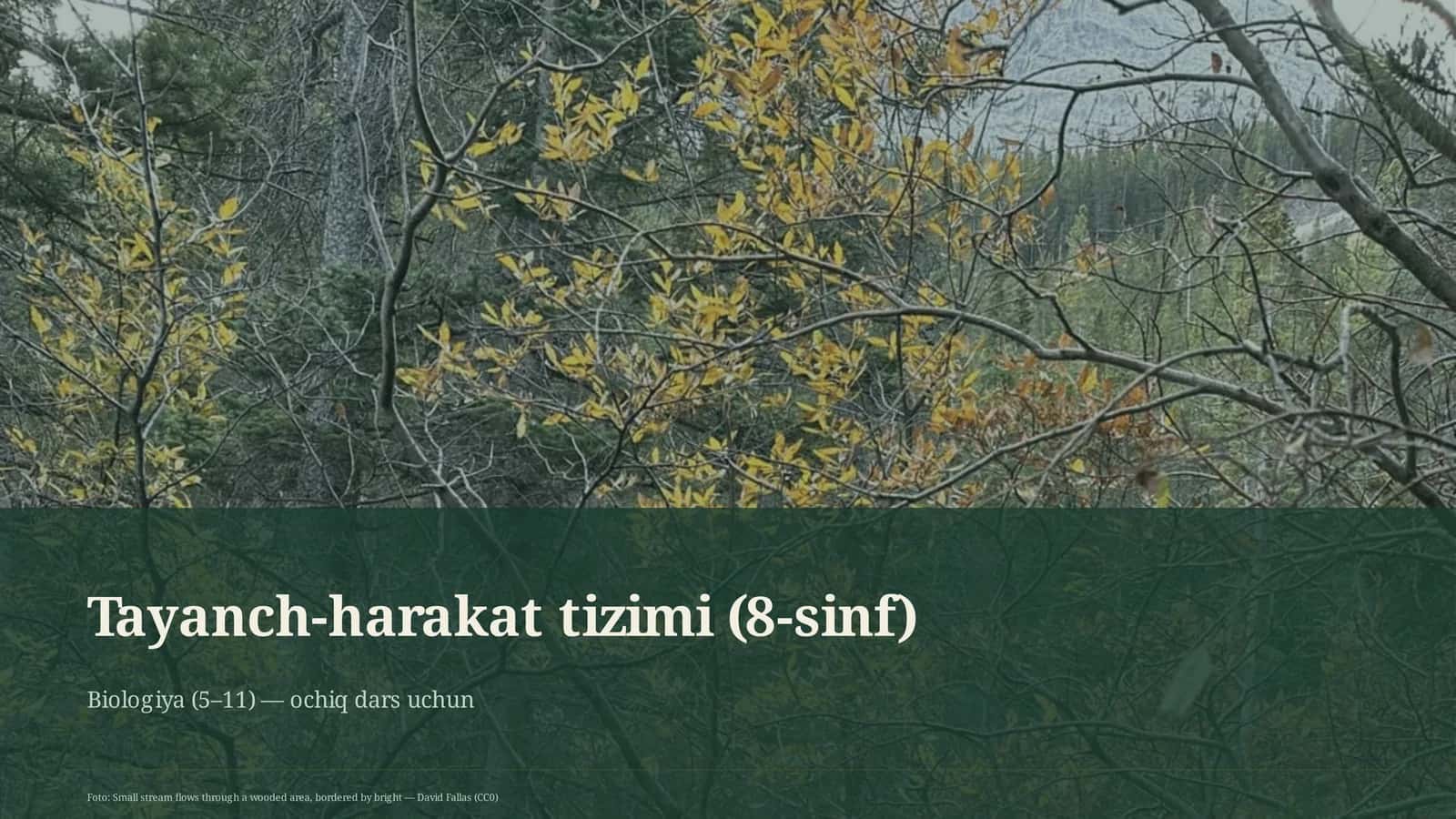 Tayanch-harakat tizimi (8-sinf)