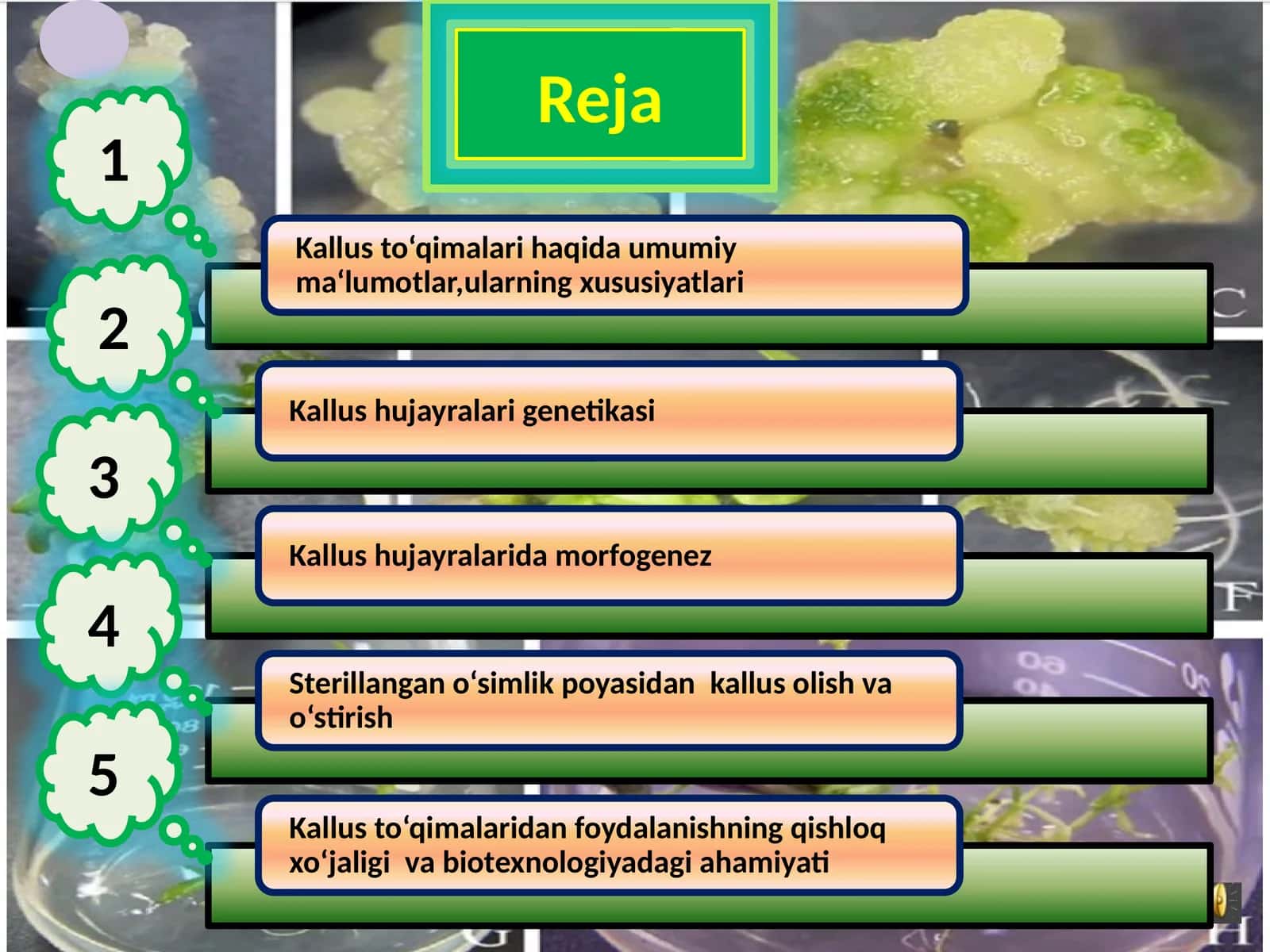 Kallus Kulturasi