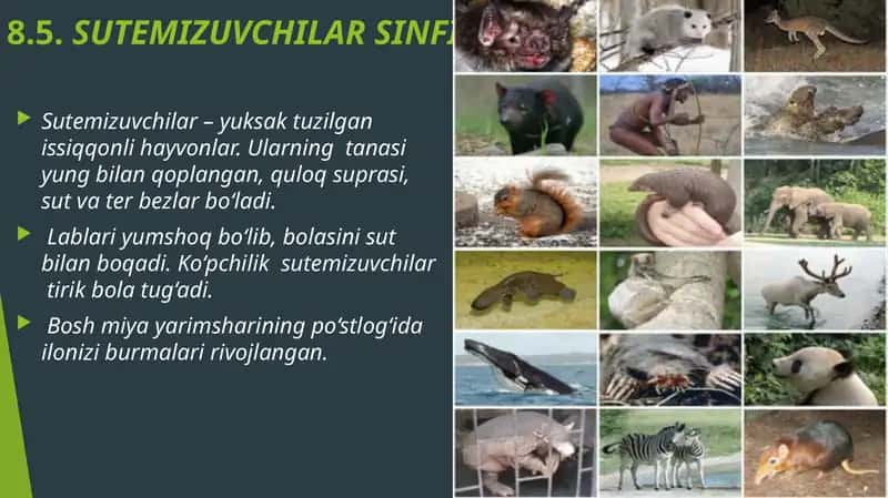 Sutemizuvchilar Sinfi
