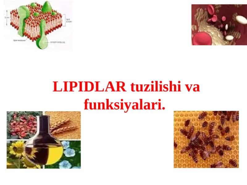 LIPIDLAR tuzilishi va funksiyalari.