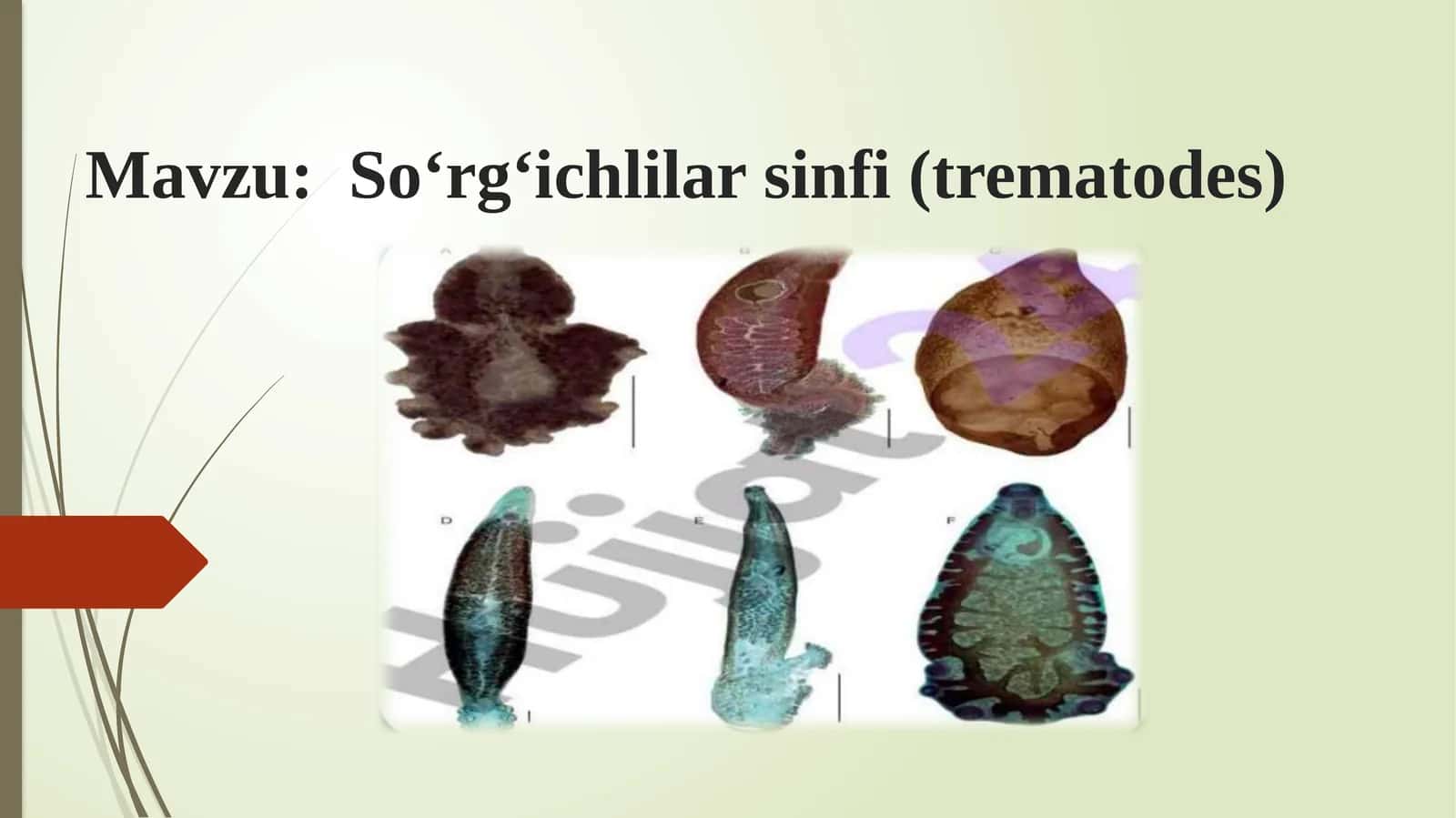 So‘rg‘ichlilar sinfi