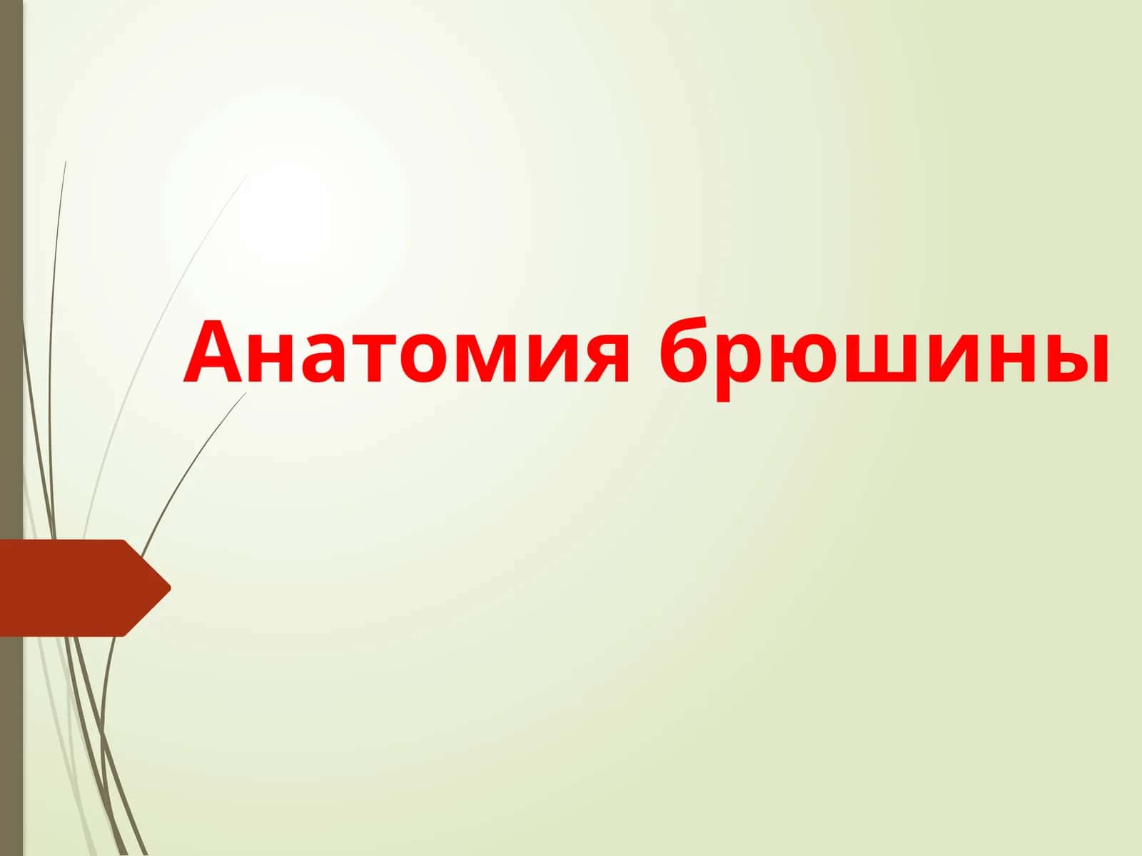 Анатомия брюшины