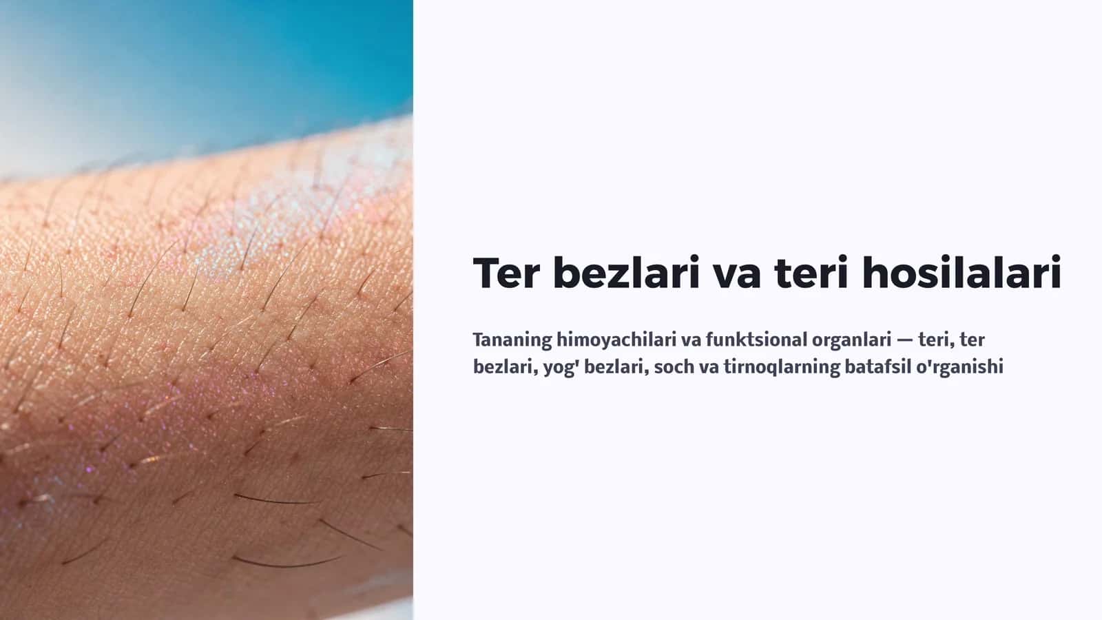 Ter bezlari va teri hosilalari