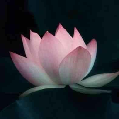 Lotus 365004