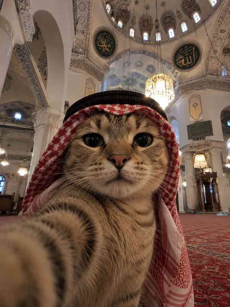 assalom aleykum